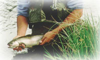 Northern Utah Trout Fishing