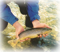 Lower Provo River Fishing in Utah